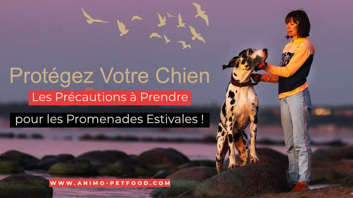 protegez_votre_chien_precautions_promenades_estivales